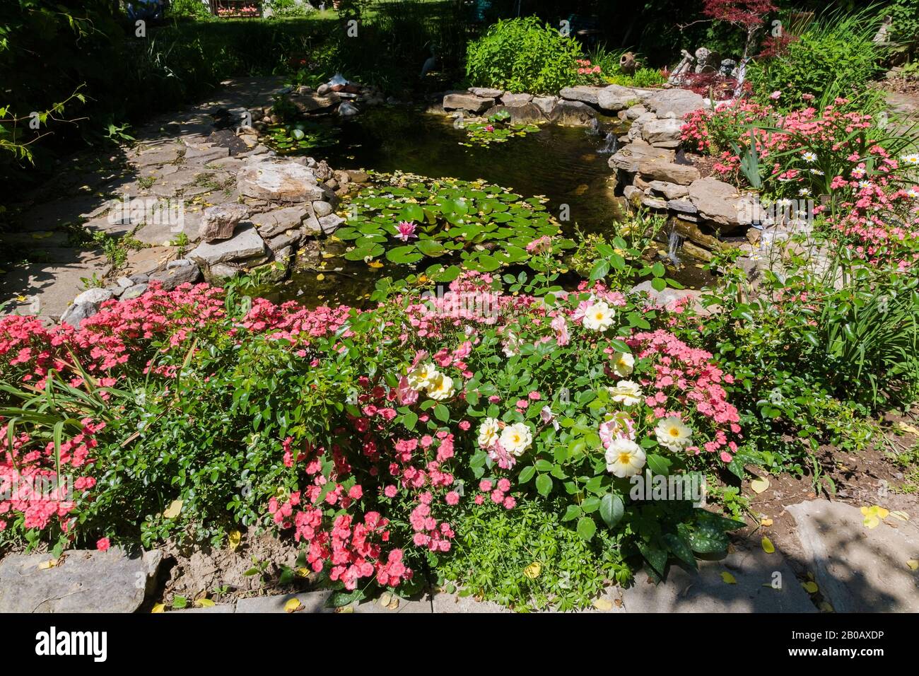Pond with pink Nymphaea - Water Lilies and bordered by pink and white Dianthus - Carnation flowers in residential backyard in summer. Stock Photo