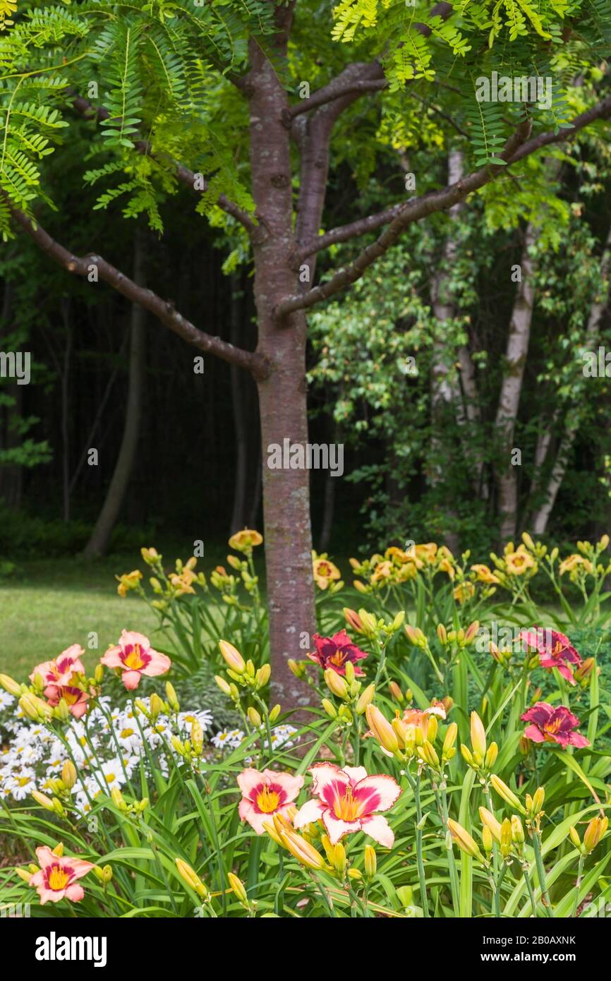 Gleditsia triacanthos 'Sunburst' - Honeylocust tree underplanted with Hemerocallis 'New Journey', 'Night Breeze' and 'Custard Candy' - Daylilies. Stock Photo