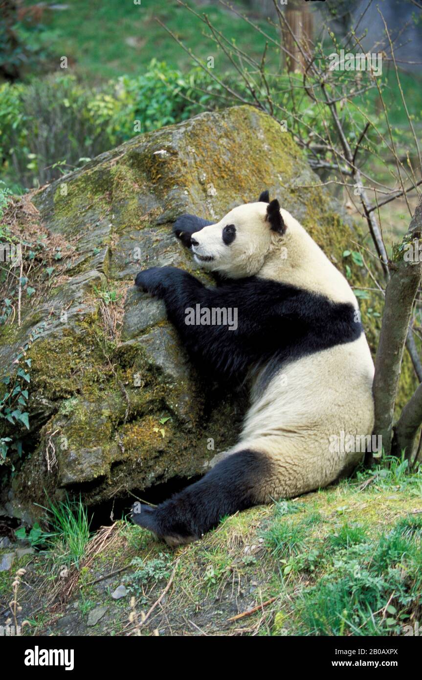 CHINA, SICHUAN PROVINCE, WOLONG PANDA RESERVE, GIANT  PANDA (Ailuropoda melanoleuca), SITTING Stock Photo