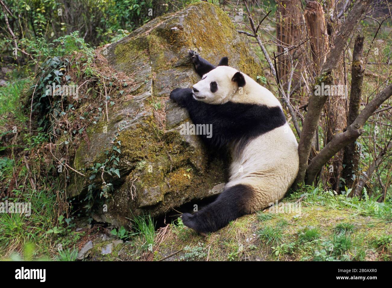 CHINA, SICHUAN PROVINCE, WOLONG PANDA RESERVE, GIANT  PANDA (AILUROPODA MELANOLEUCA), SITTING Stock Photo