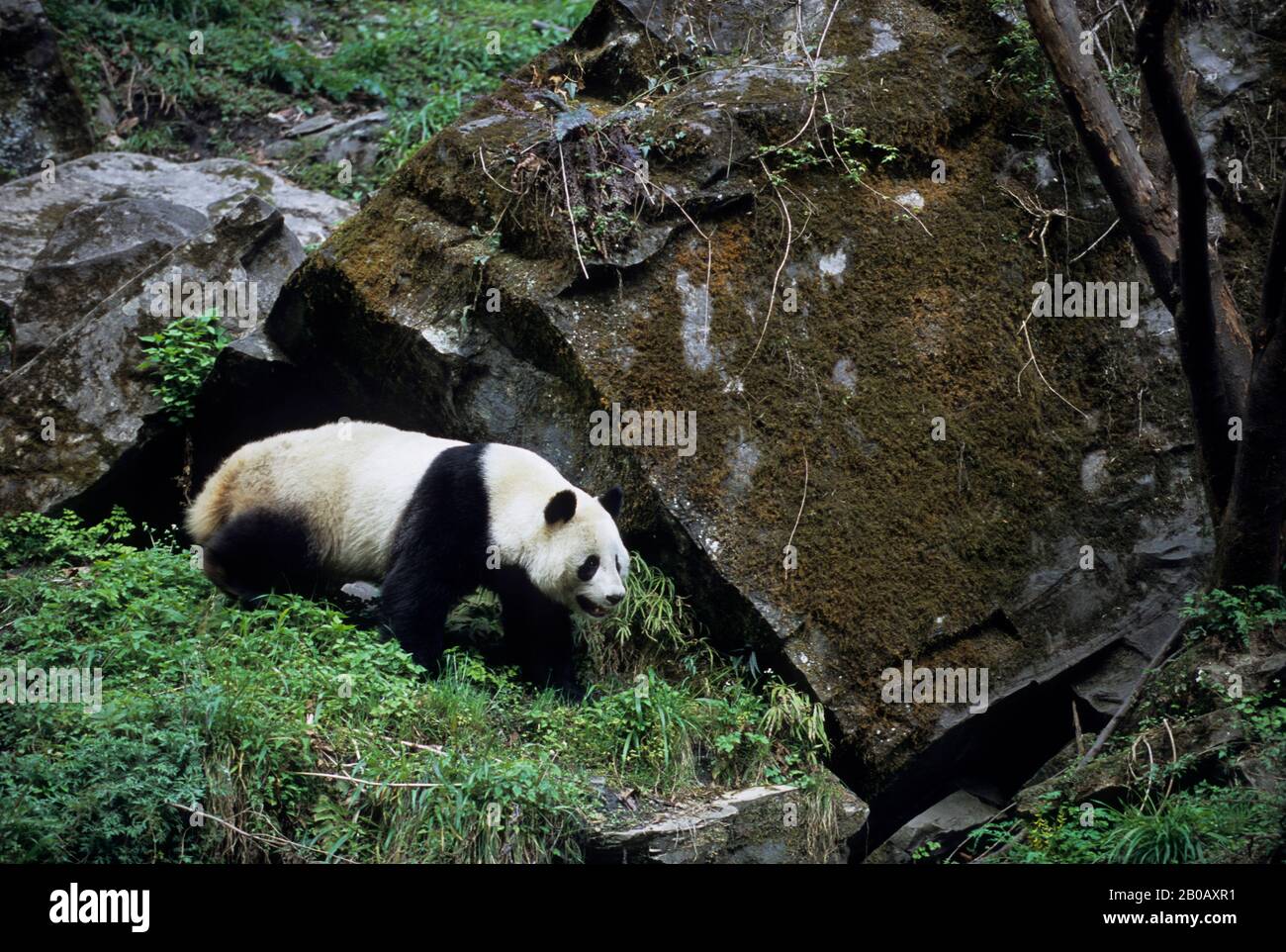 CHINA, SICHUAN PROVINCE, WOLONG PANDA RESERVE, GIANT  PANDA (Ailuropoda melanoleuca) Stock Photo