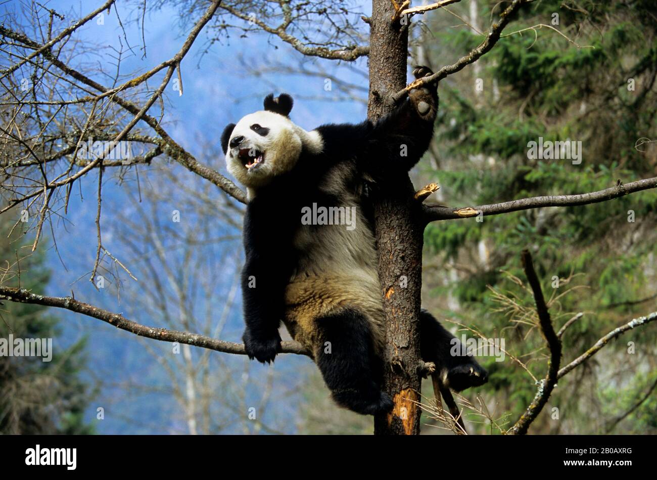 CHINA, SICHUAN PROVINCE, WOLONG PANDA RESERVE, GIANT  PANDA (Ailuropoda melanoleuca) IN TREE Stock Photo