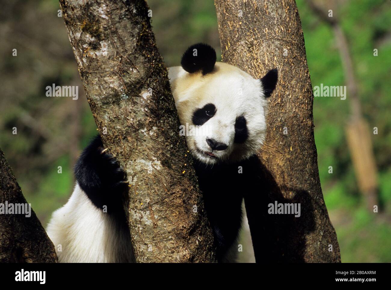 CHINA, SICHUAN PROVINCE, WOLONG PANDA RESERVE, GIANT  PANDA (AILUROPODA MELANOLEUCA) AT TREE Stock Photo