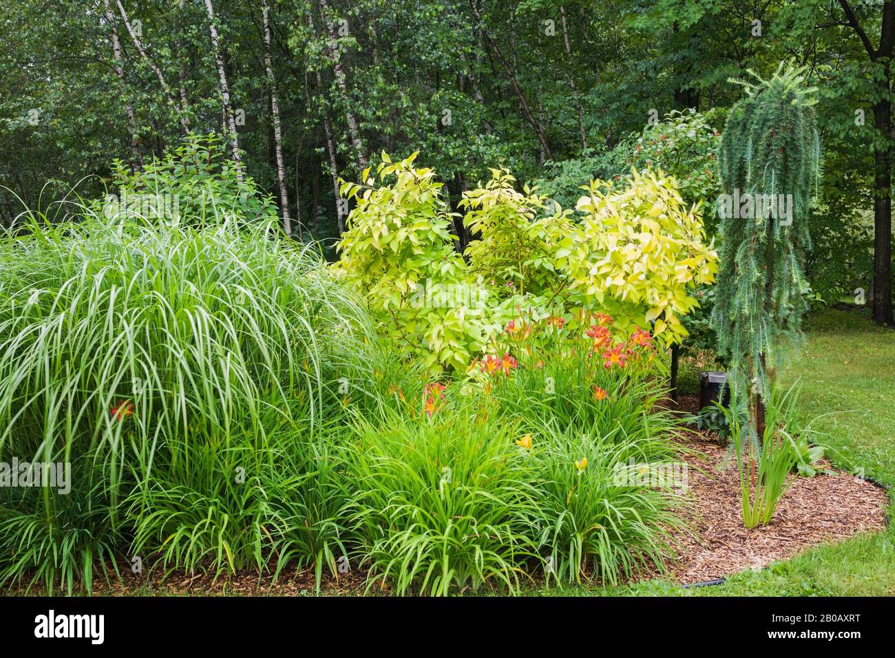 Mulch border with Miscanthus Silberfeder - Ornamental Grass plant, red and yellow Hemerocallis 'Autumn Red' - Daylilies, Cornus 'Supreme Gold'. Stock Photo