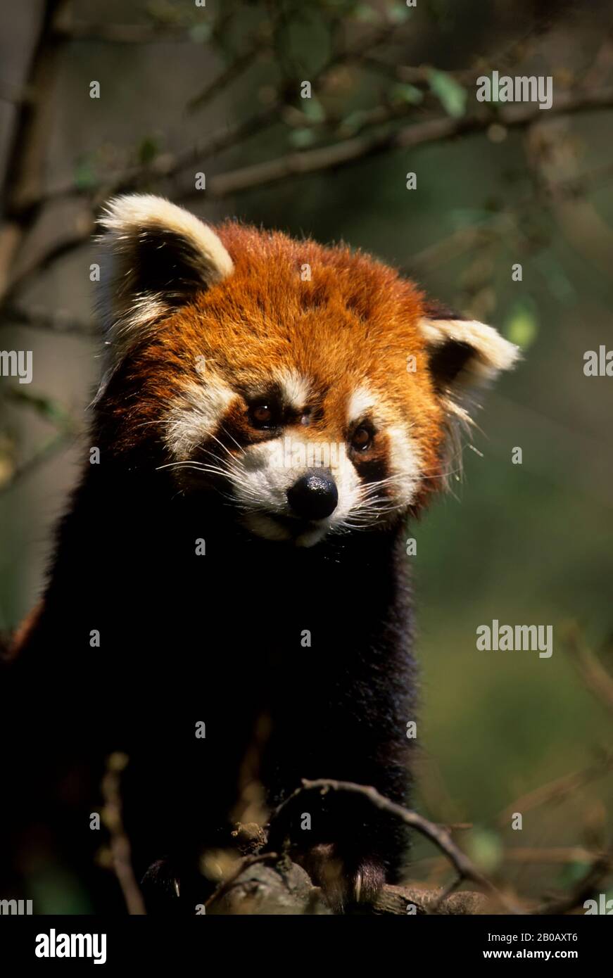 Red pandas endangered species hi-res stock photography and images - Alamy