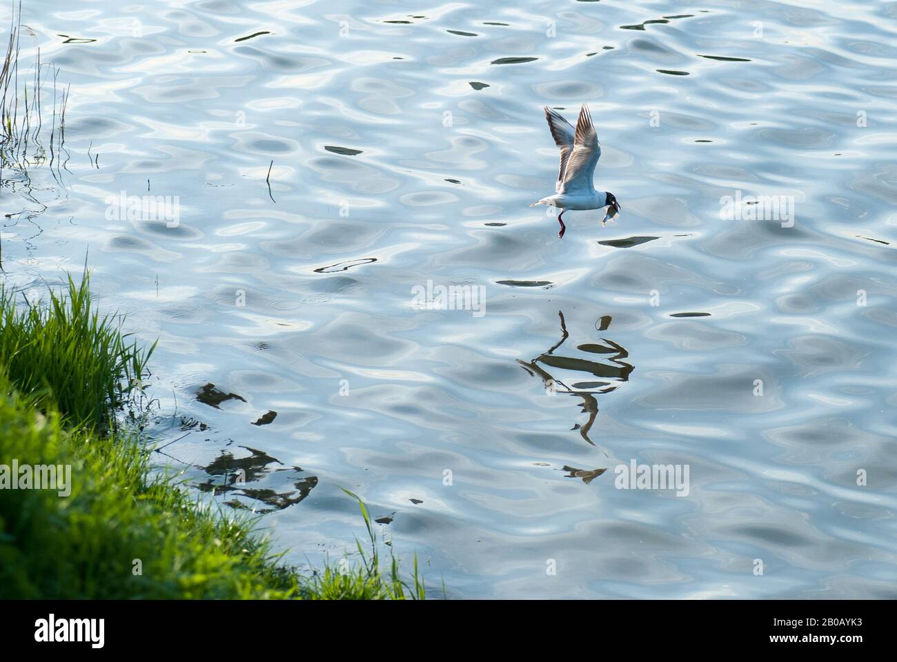 Seagull caught a fish on the background of the water surface. The concept of freedom and overcoming space Stock Photo