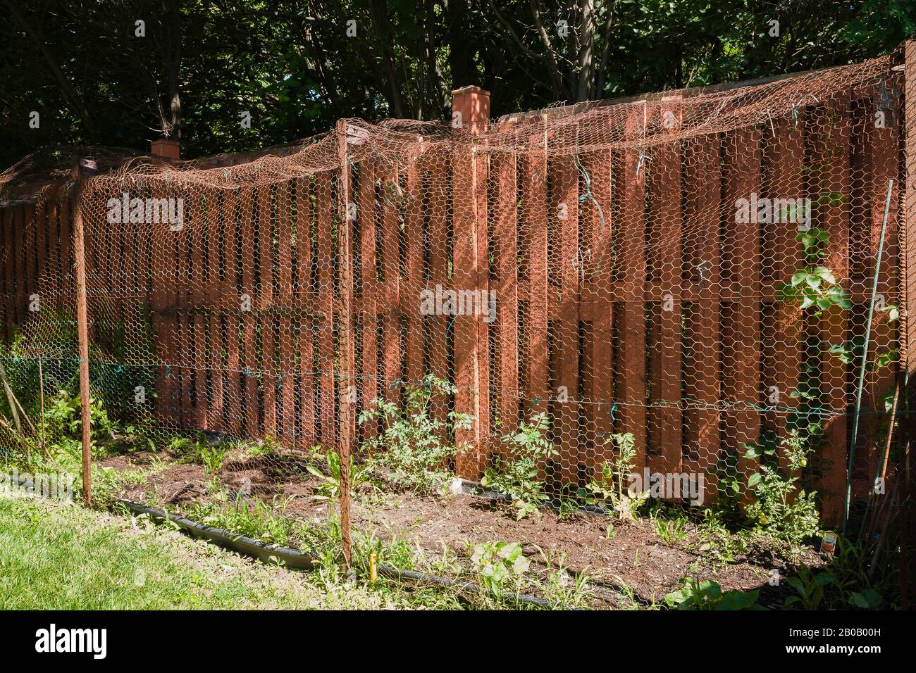 Protective chickenwire mesh netting over organic vegetable garden plot