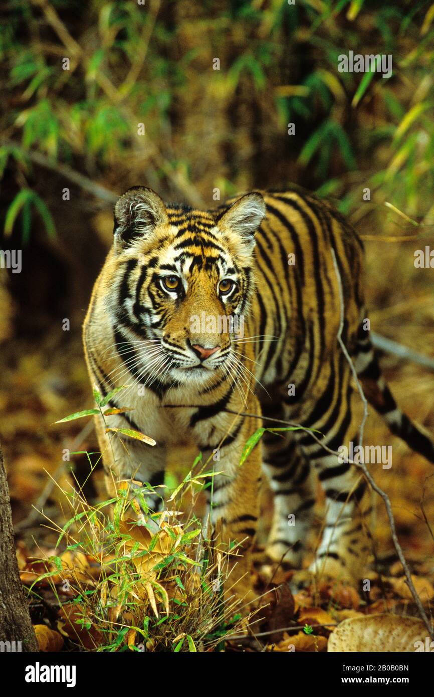 10 Months Hi res Stock Photography And Images Alamy 10-months-hi-res-stock-photography-and-images-alamy