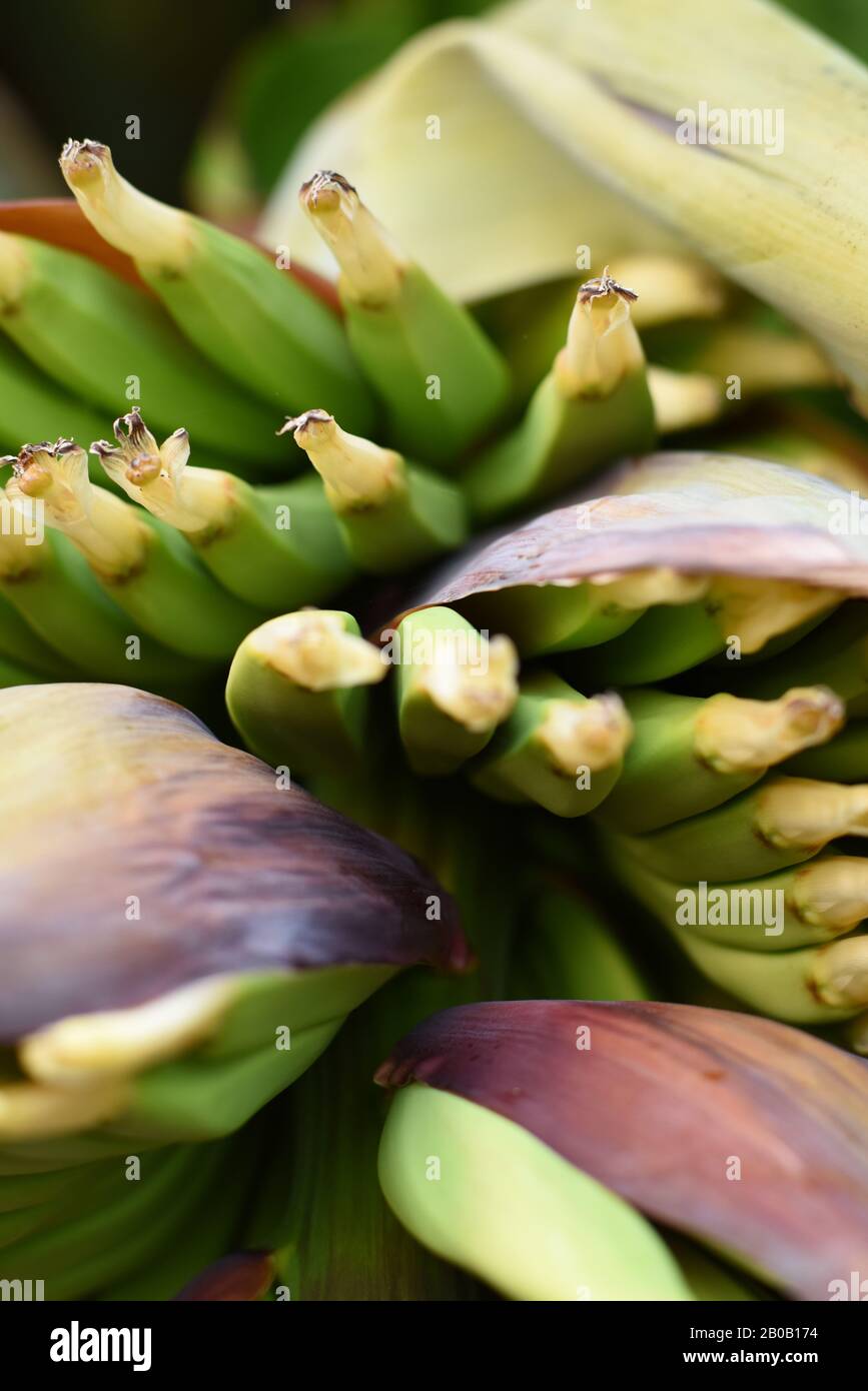 A tiny hand of bananas Musa acuminata, starts to show Details of