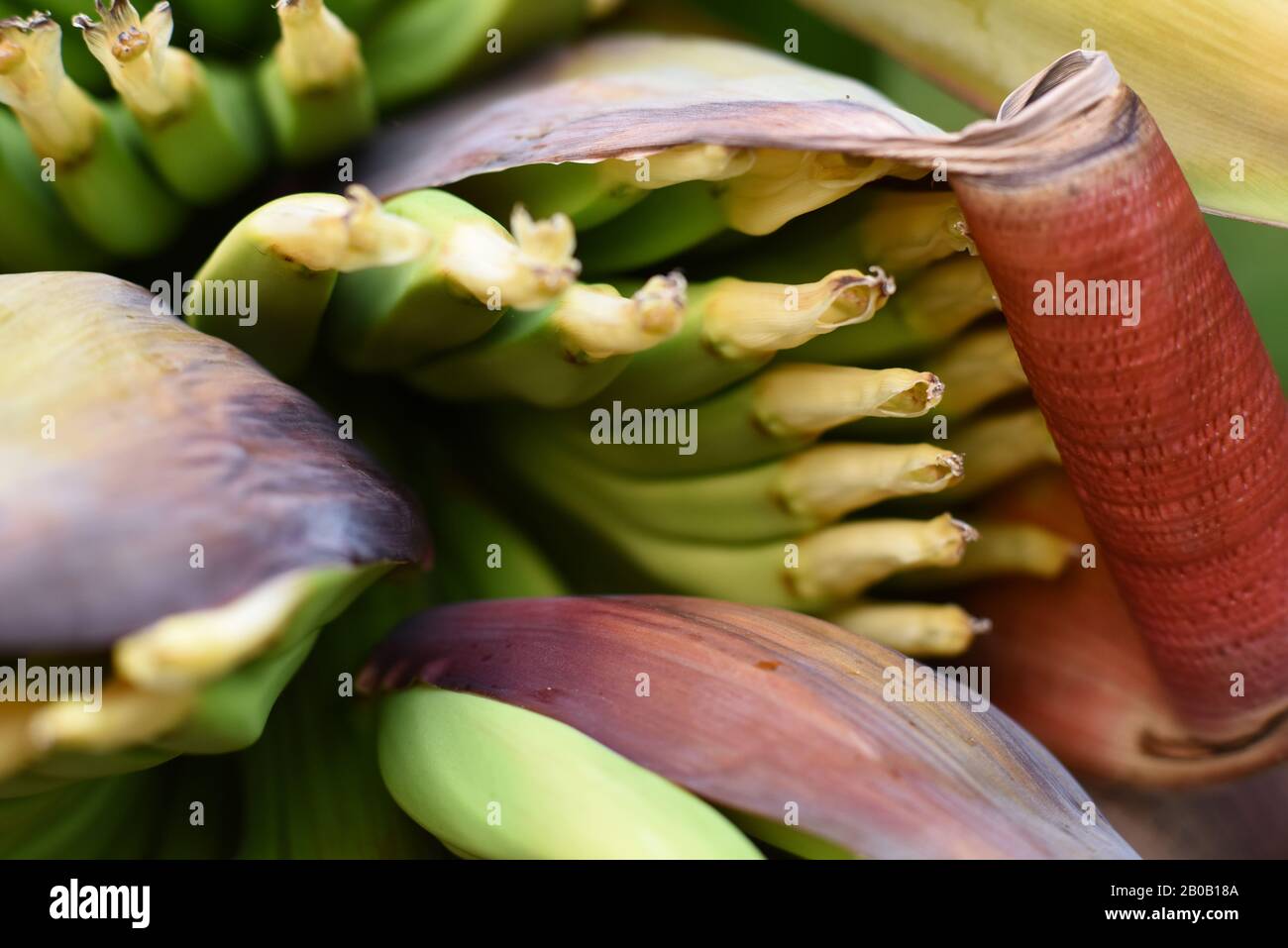 A tiny hand of bananas Musa acuminata, starts to show Details of