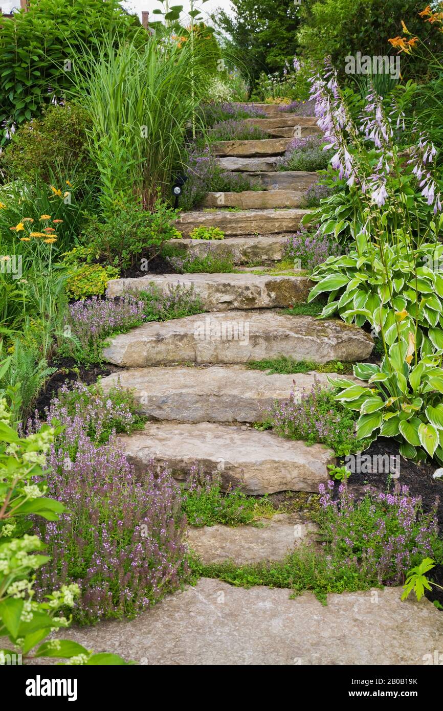 Natural stone steps bordered by Purple Thymus - Thyme, yellow and red Achillea - Yarrow, Miscanthus - Ornamental Grass and Hosta - Plaintain Lily. Stock Photo