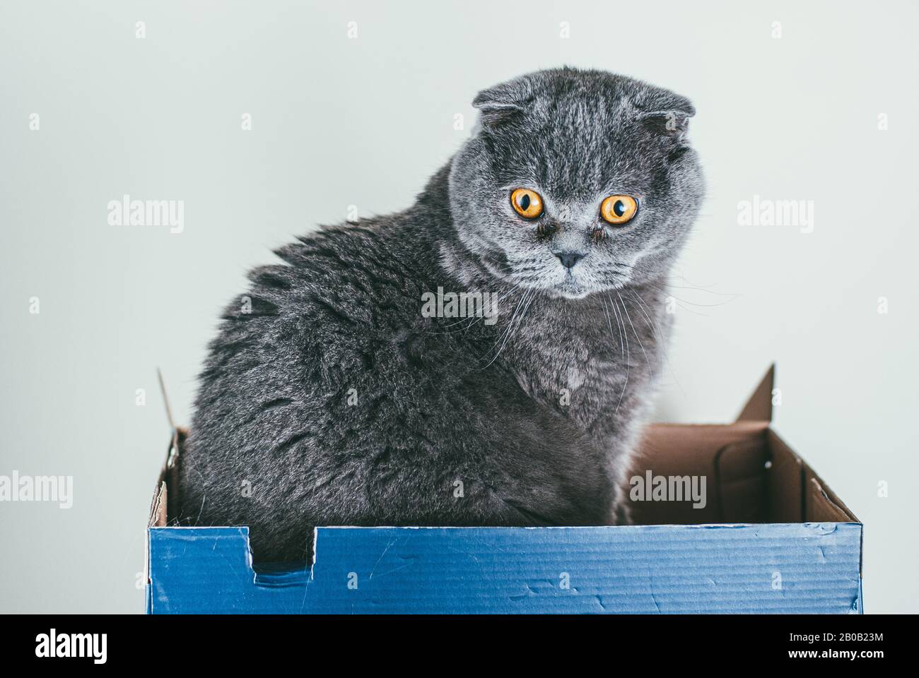 Grey Scottish fold cat sitting in blue shoe box. Cats are usually very curious and climb into