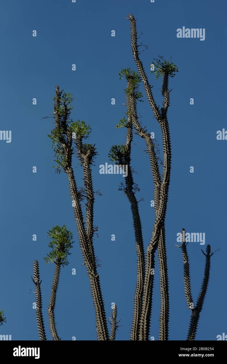 Thin cactus plant hi-res stock photography and images - Alamy