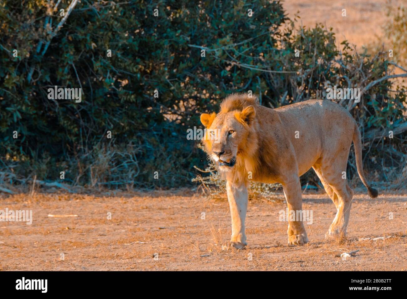 African lion male hi-res stock photography and images - Alamy