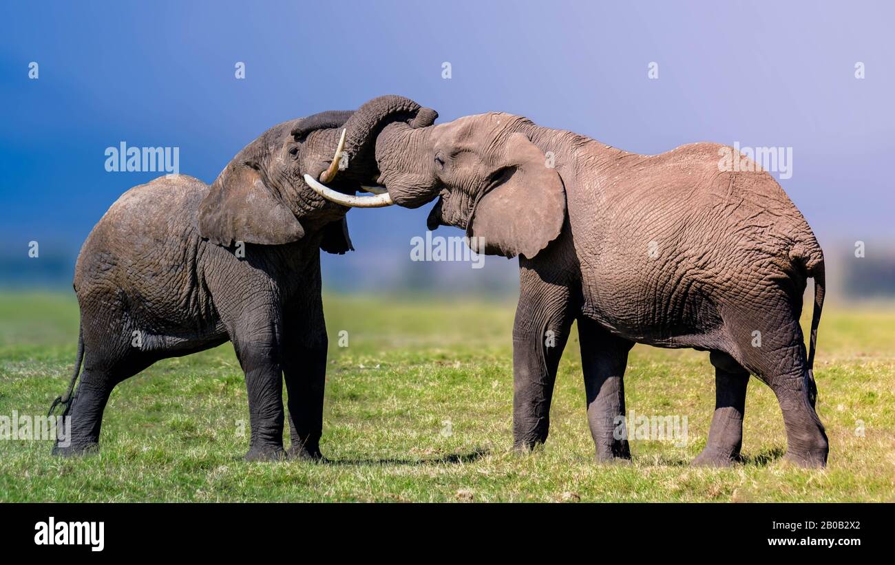 two male and female elephants playfully knotting their trunks together