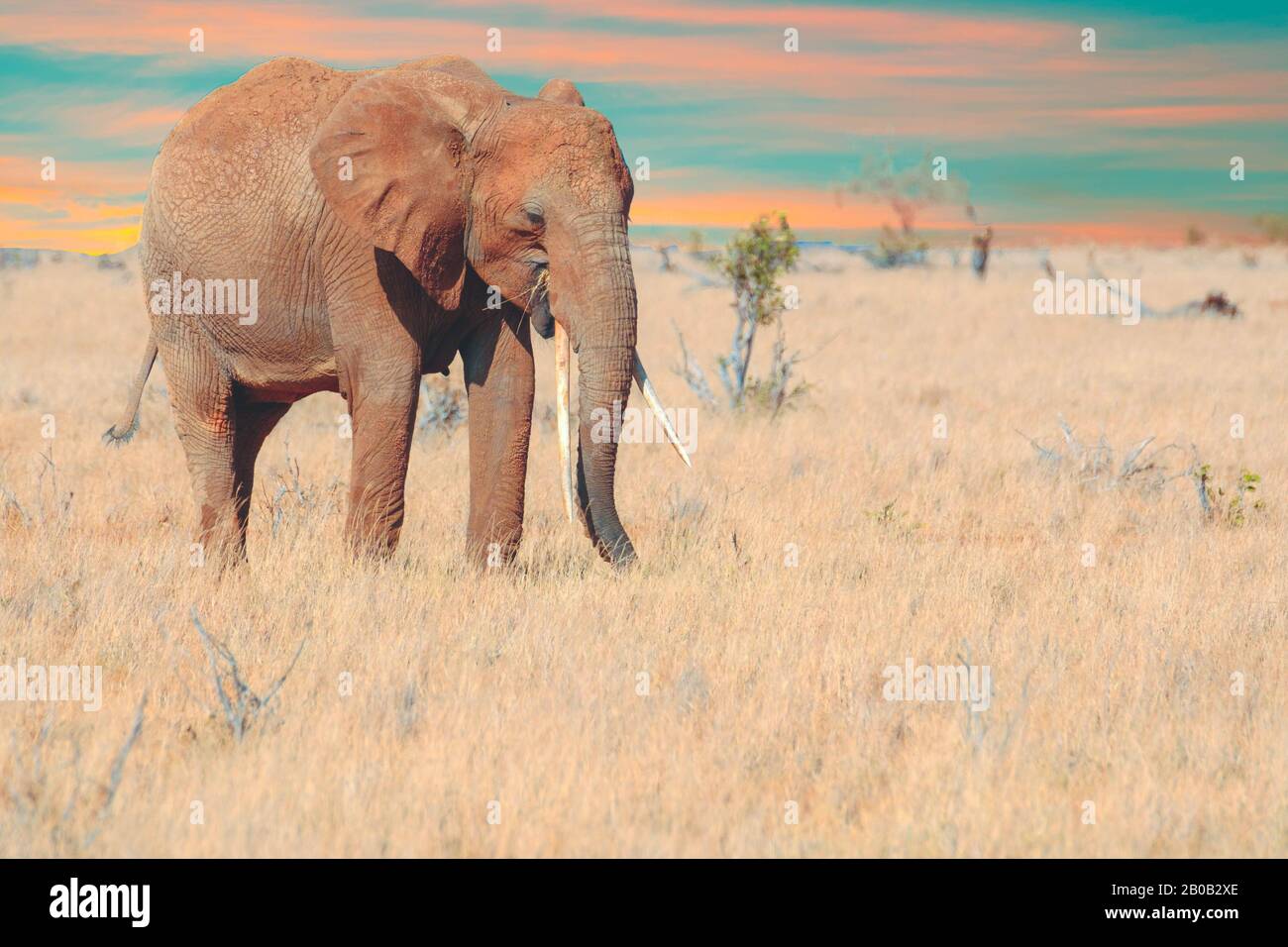 The elephant in the Jungle of Tanzania Stock Photo