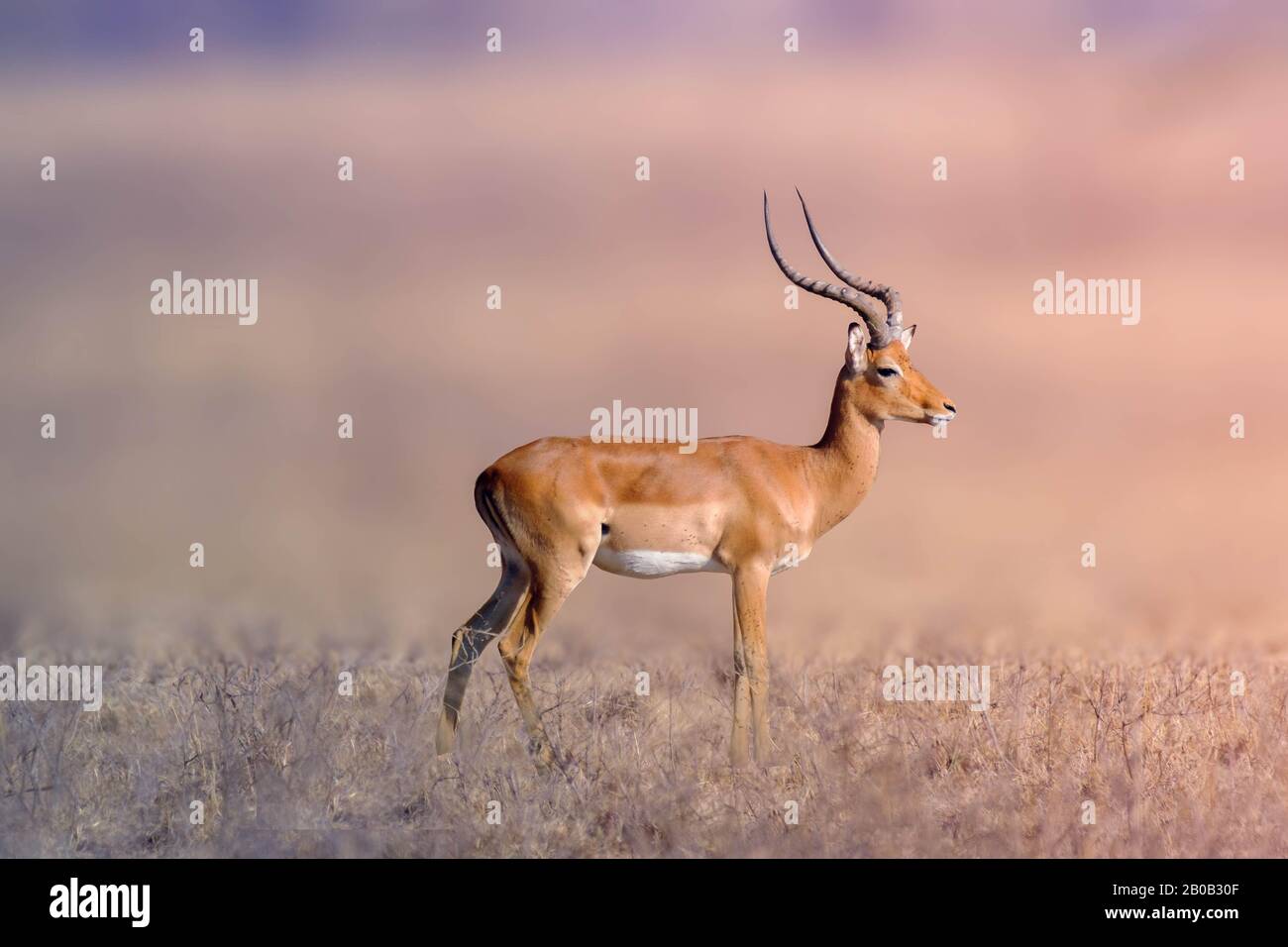 A Thomson's gazelle bull at Maasai Mara, Kenya. It is one of the best-known gazelles. Stock Photo