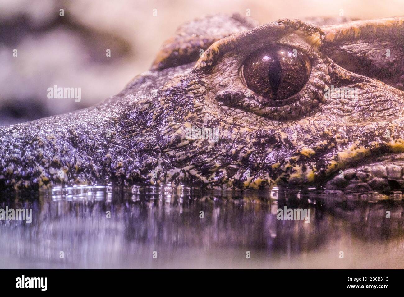 A close-up shot of a water crocodile (Crocodylus porosus) with reflection in the water Stock Photo