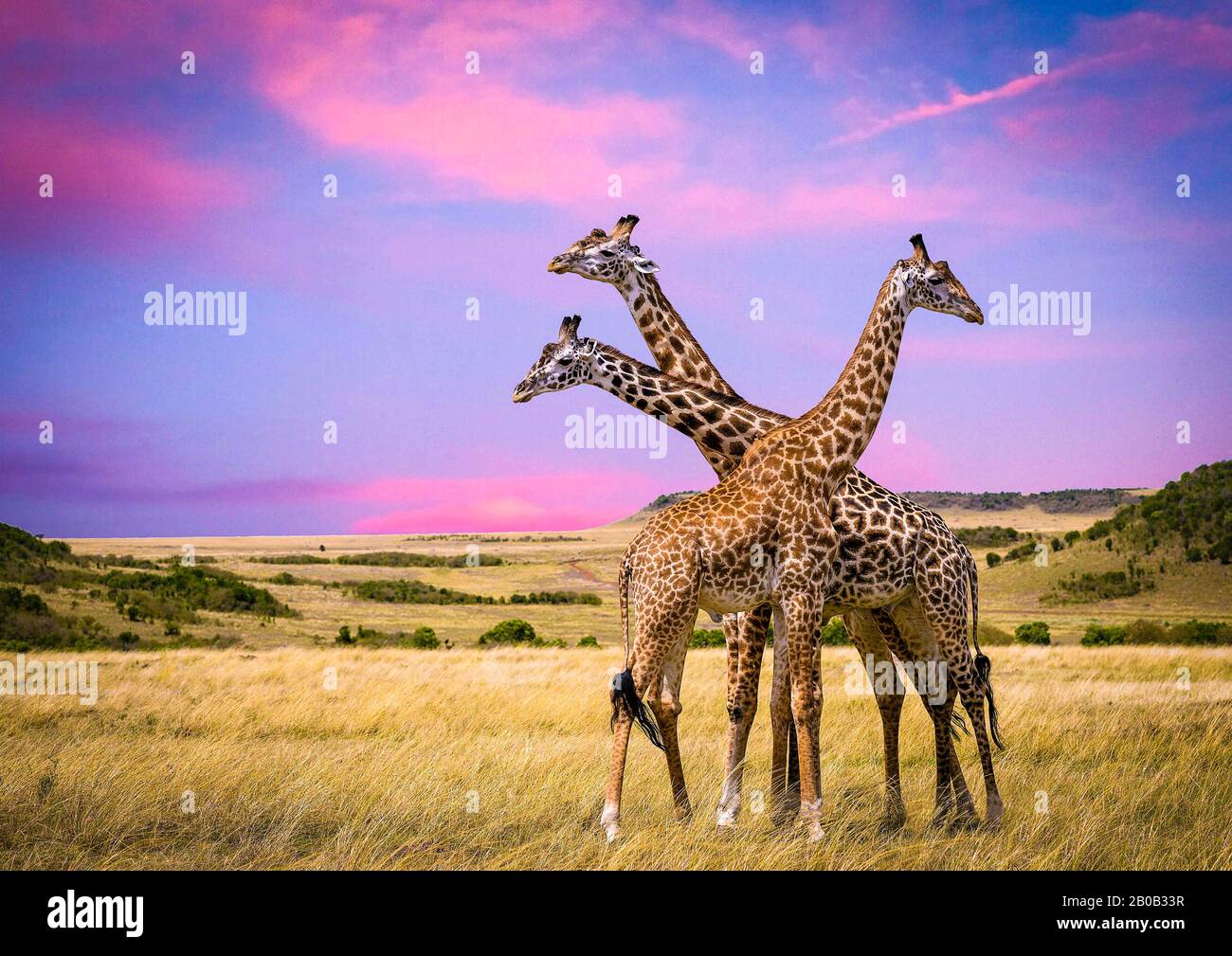 Three giraffes on Sunset background in the National park of Kenya, Africa Stock Photo