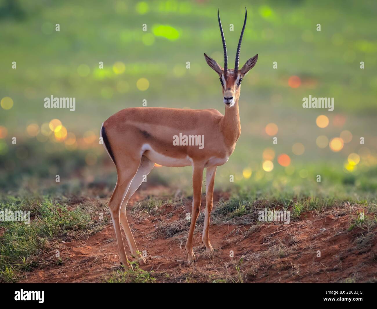 A selective focus shot of A Thomson's gazelle. It is one of the best-known gazelles. Stock Photo