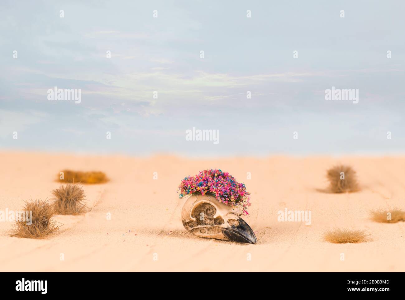Crow skull wearing flower headpiece in sand and beach during daytime Stock Photo