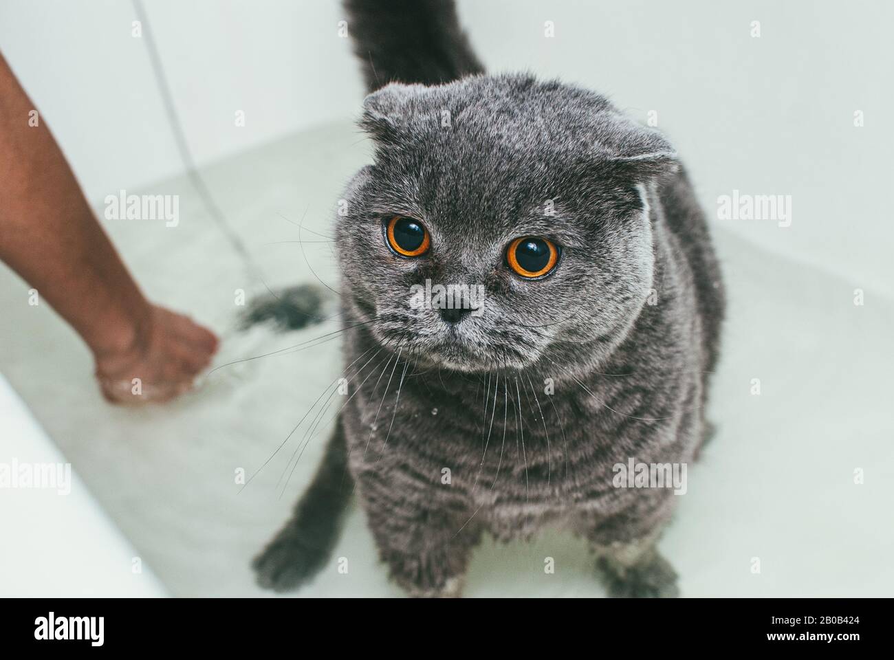 Grey Scottish fold cat takes a bath with his owner. She takes care of him and thoroughly washes his fur Stock Photo