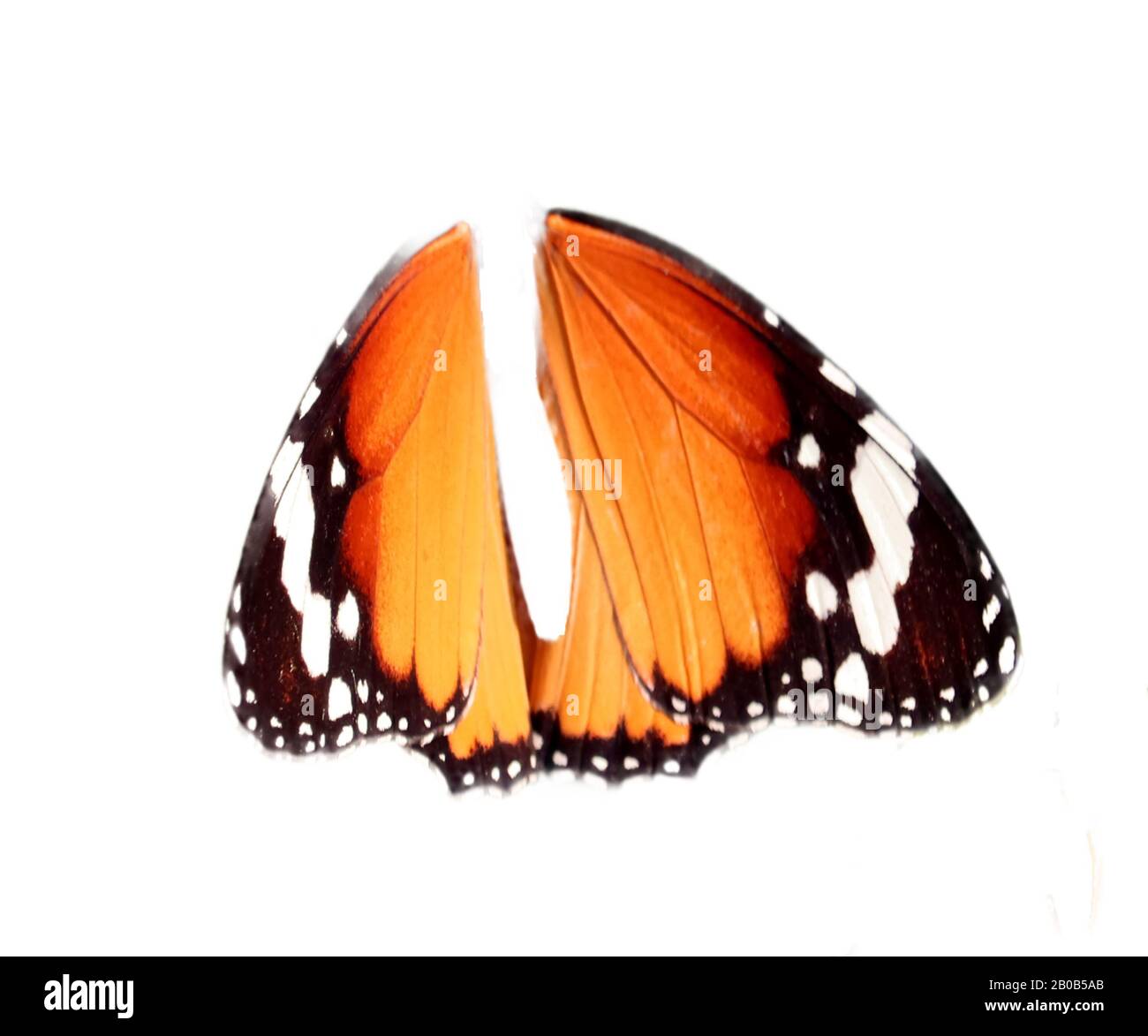 wings of butterfly with isolated white background for design Stock Photo