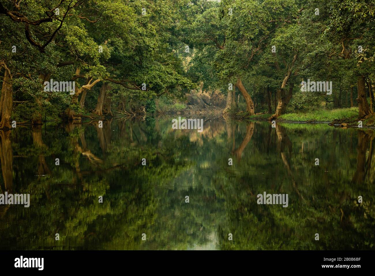 Landscape of forest with reflection of trees in water Stock Photo