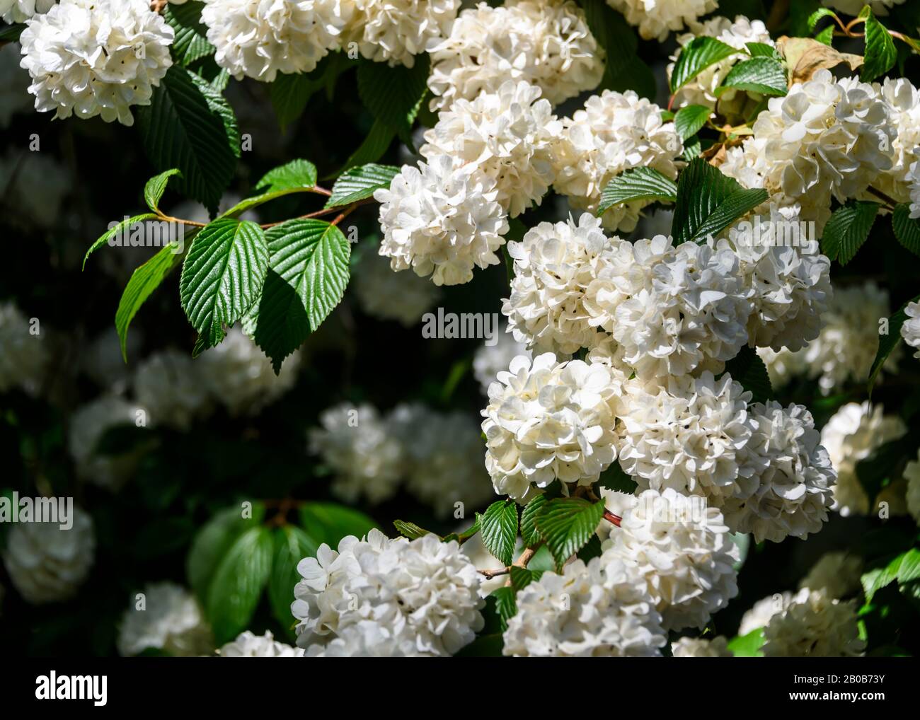 Beautiful white rhododendron blooming in the spring. Green leaves and branches background. Blurred background. Intense flower. Very vibrant and colorf Stock Photo