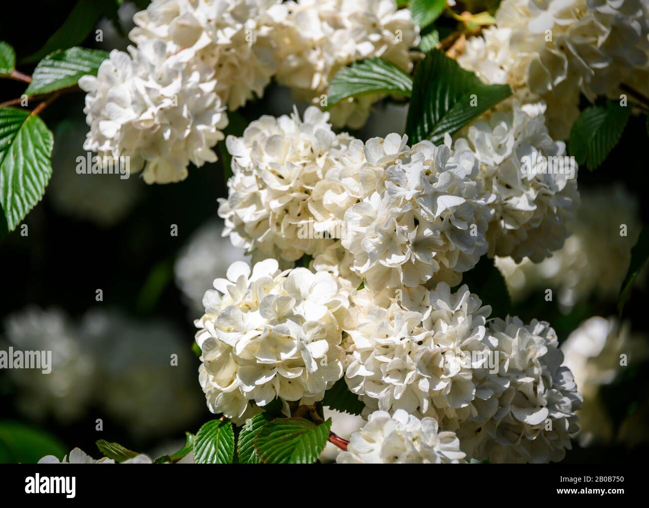 Beautiful white rhododendron blooming in the spring. Green leaves and branches background. Blurred background. Intense flower. Very vibrant and colorf Stock Photo