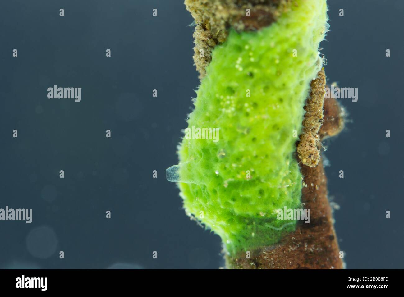 Spongilla lacustris (spongilla lacustris) hires stock photography and