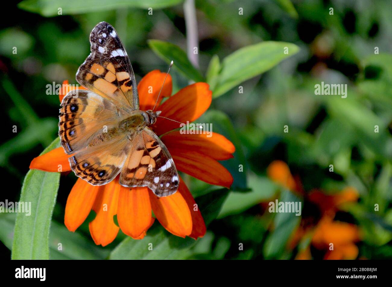 An beautiful American Lady butterfly (Vanessa virginiensis) rests on an orange zinnia flower.  Copy space. Close-up. Stock Photo