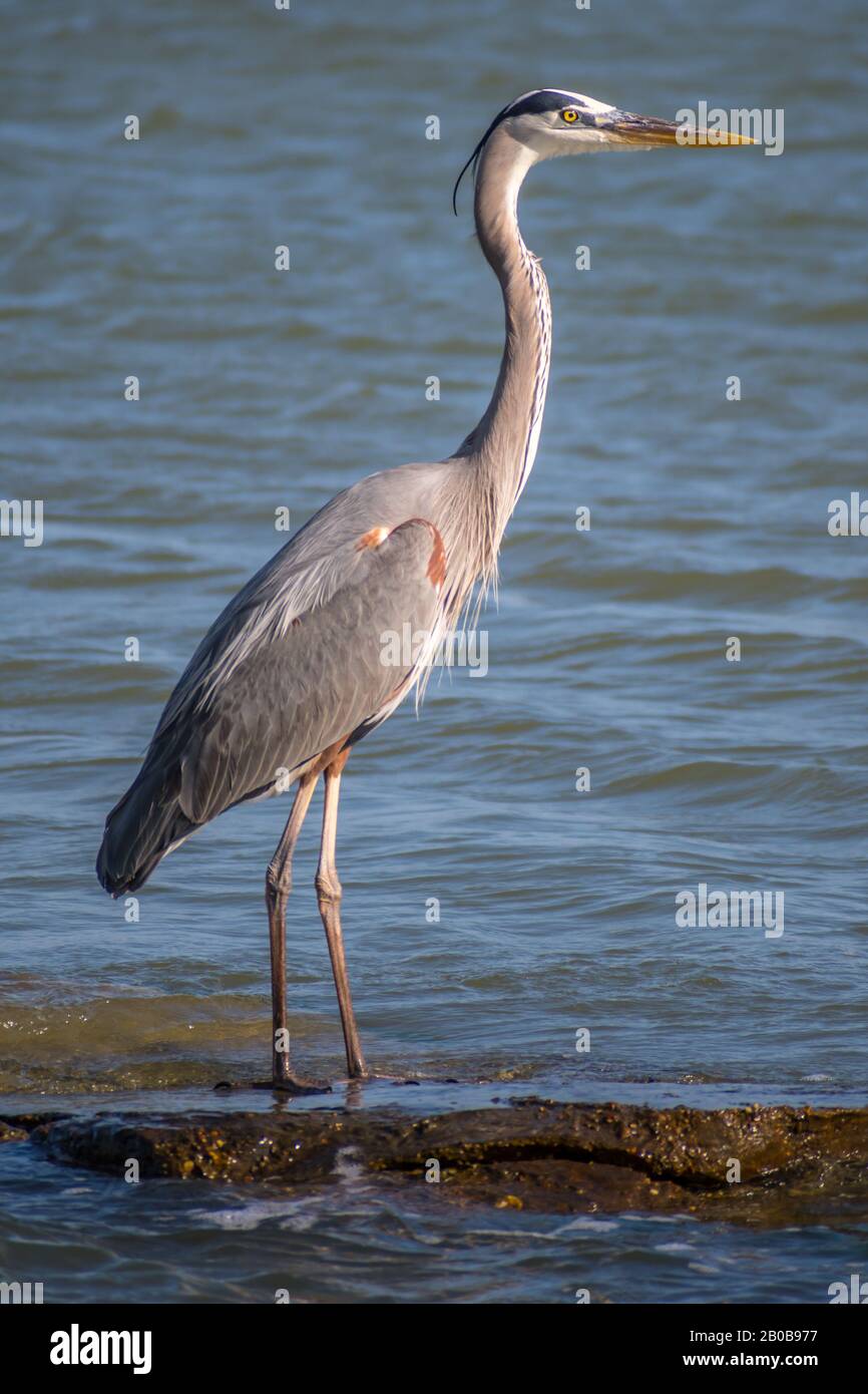 A big Great Blue Heron in Rockport, Texas Stock Photo
