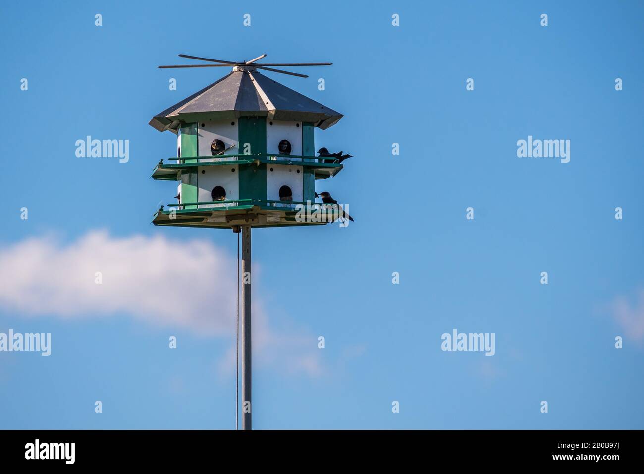 A nestling birds on top of a manmade housing in Rockport, Texas Stock