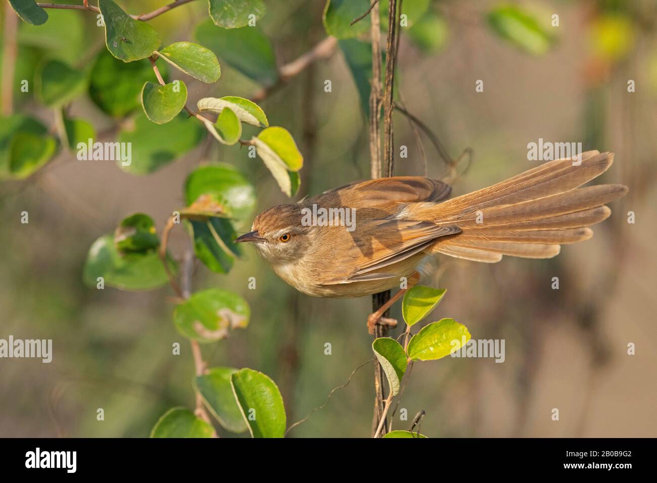 Keoladeo National Park, Bharatpur, Rajasthan, India.  Plain Prinia, Prinia inornata Stock Photo