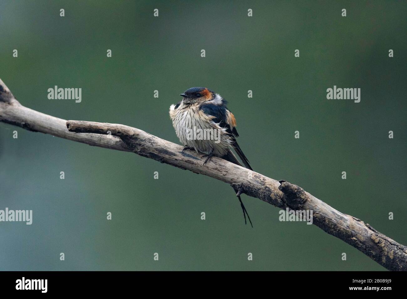 Keoladeo National Park, Bharatpur, Rajasthan, India.  Red-rumped Swallow, Cecropis daurica Stock Photo