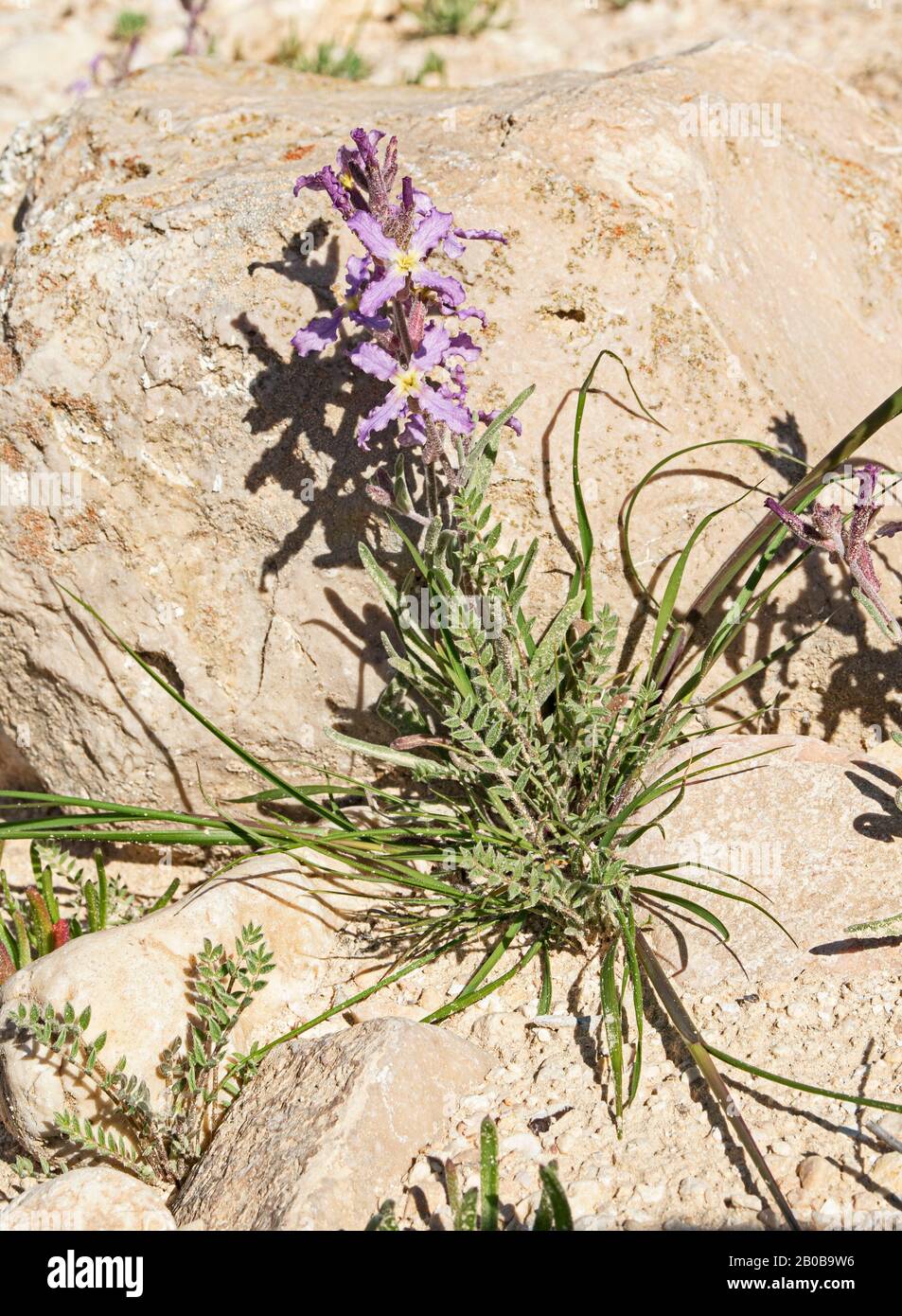 lavender and yellow Matthiola livida Livid Stock annual wildflowers growing among other desert plants and rocks in nahal akev in the negev in israel Stock Photo