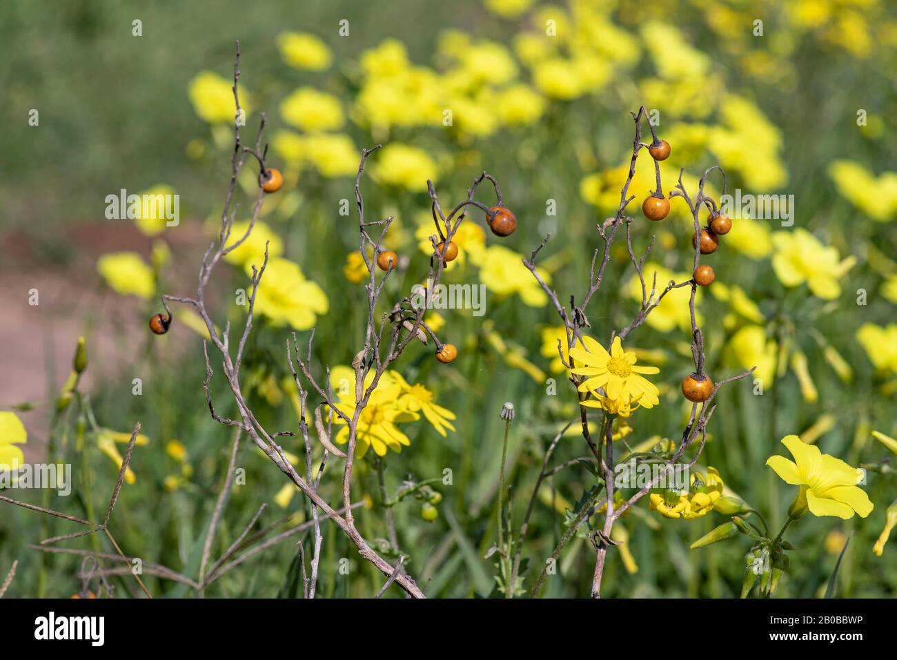 Dry twigs with berries on a background of a field with blooming yellow flowers close up Stock Photo