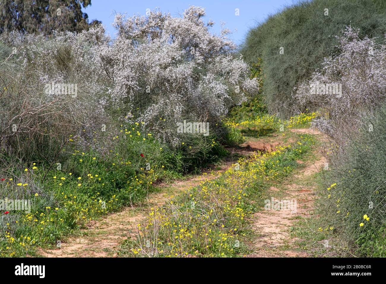 Country road among flowering plants Retama raetam overgrown with yellow flowers. Israel Stock Photo