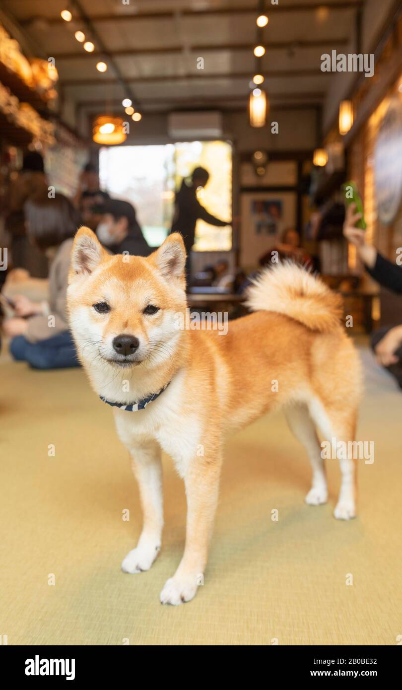 Dog Cafe In Harajuku Tokyo Japan Stock Photo Alamy