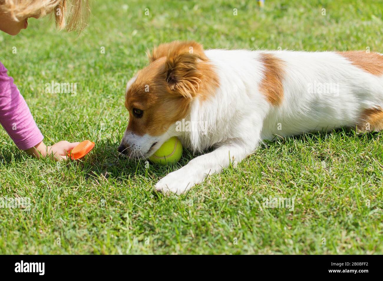 Cute dog playing with tennis ball at garden lawn Stock Photo Alamy