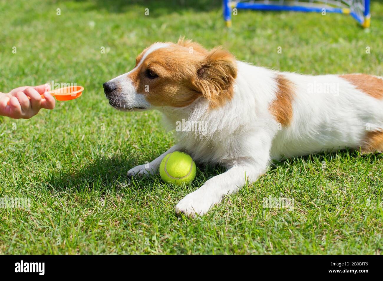 Cute dog playing with tennis ball at garden lawn Stock Photo - Alamy