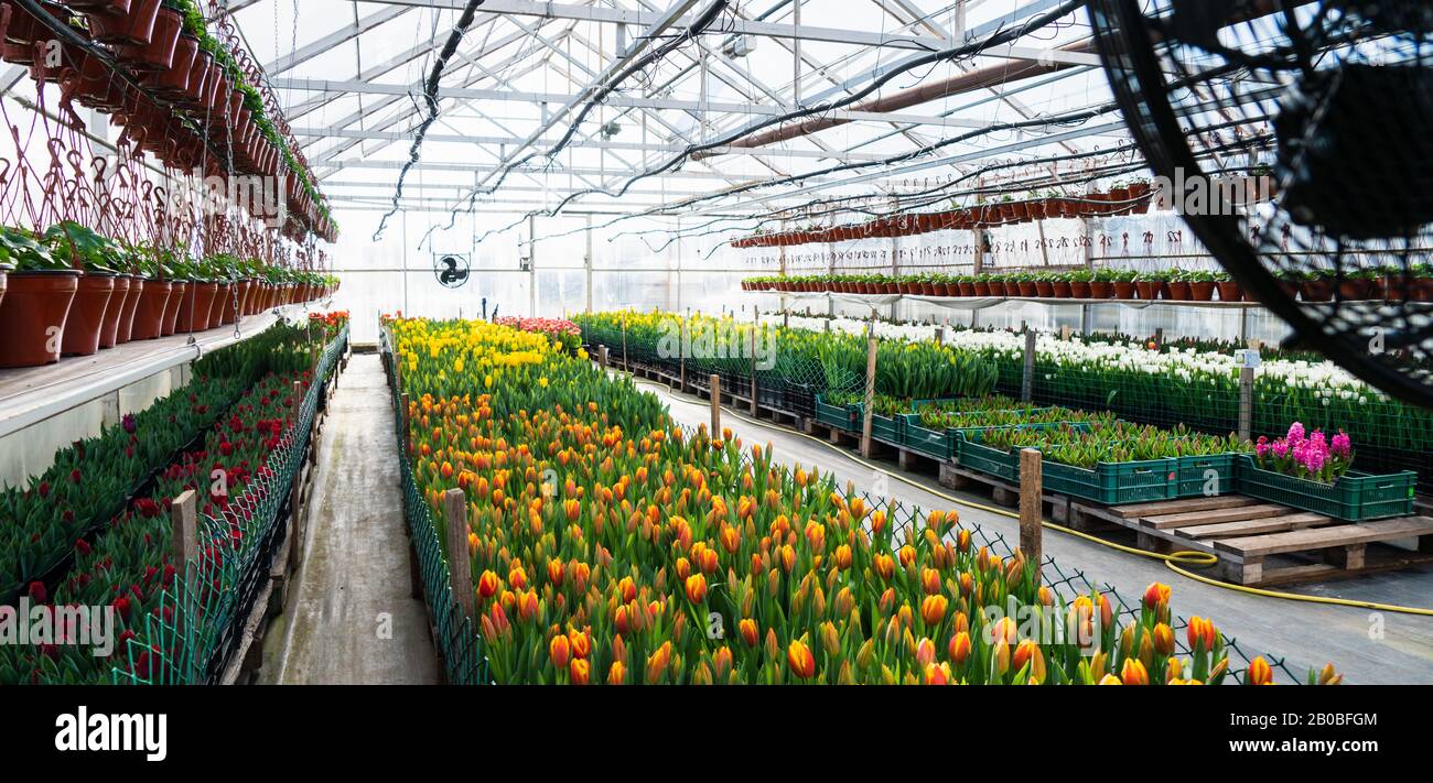 Greenhouses for growing flowers. Floriculture industry Stock Photo Alamy