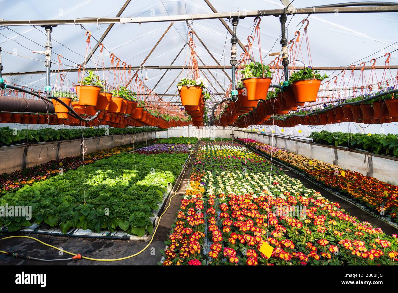 Greenhouses for growing flowers. Floriculture industry Stock Photo Alamy