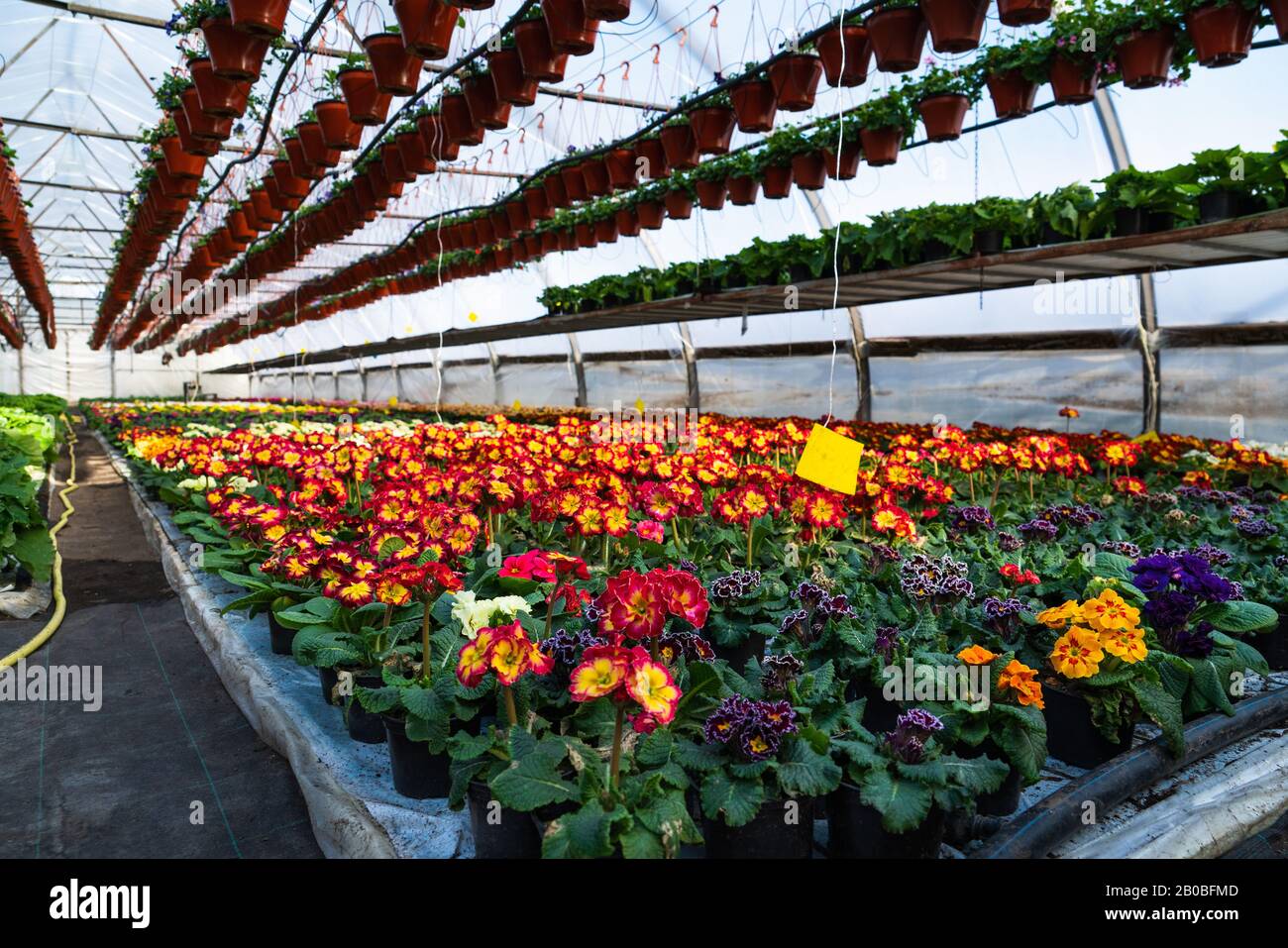 Greenhouses for growing flowers. Floriculture industry Stock Photo Alamy