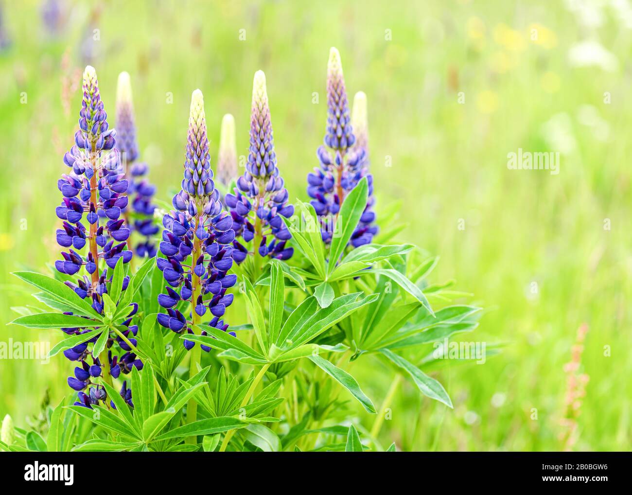 Beautiful field of wild blue lupinus or lupin flowers in sunlight on ...