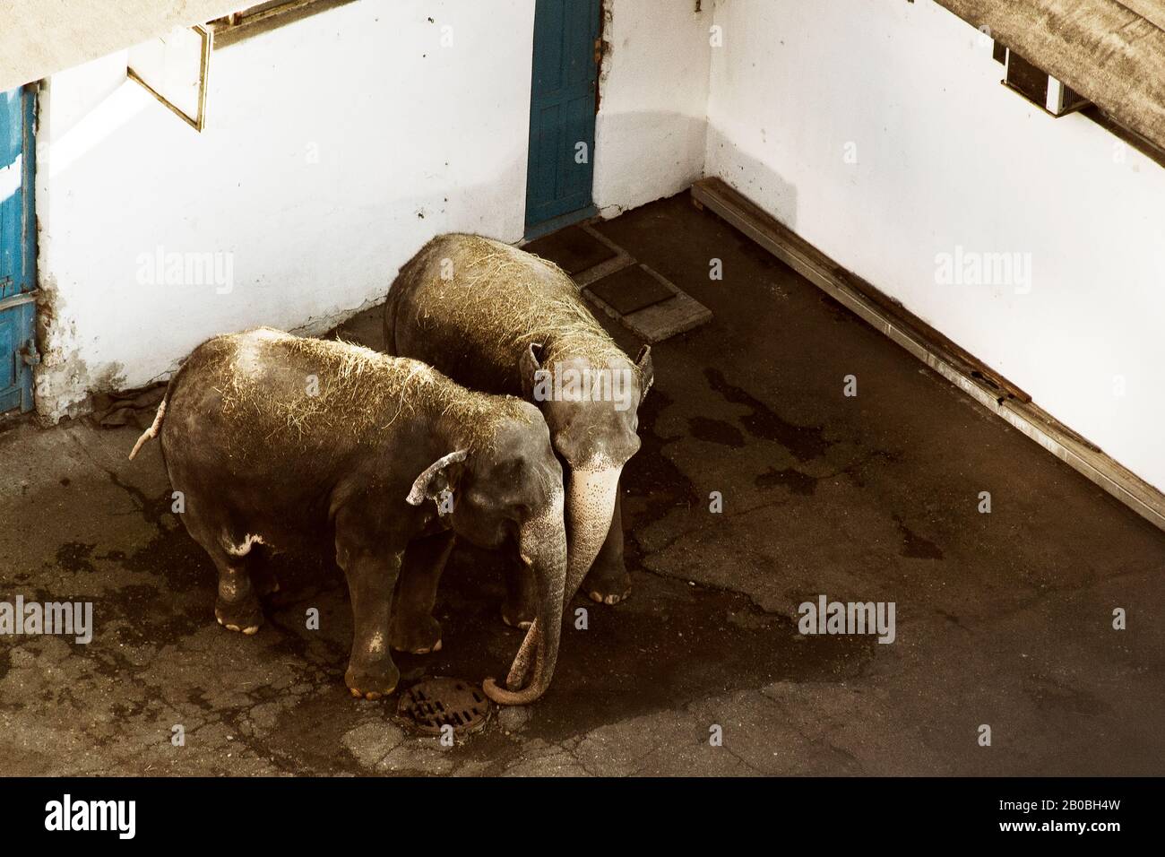 stop animal cruelty. Two elephants embracing with trunks in old and dirty cirus courtyard Stock Photo
