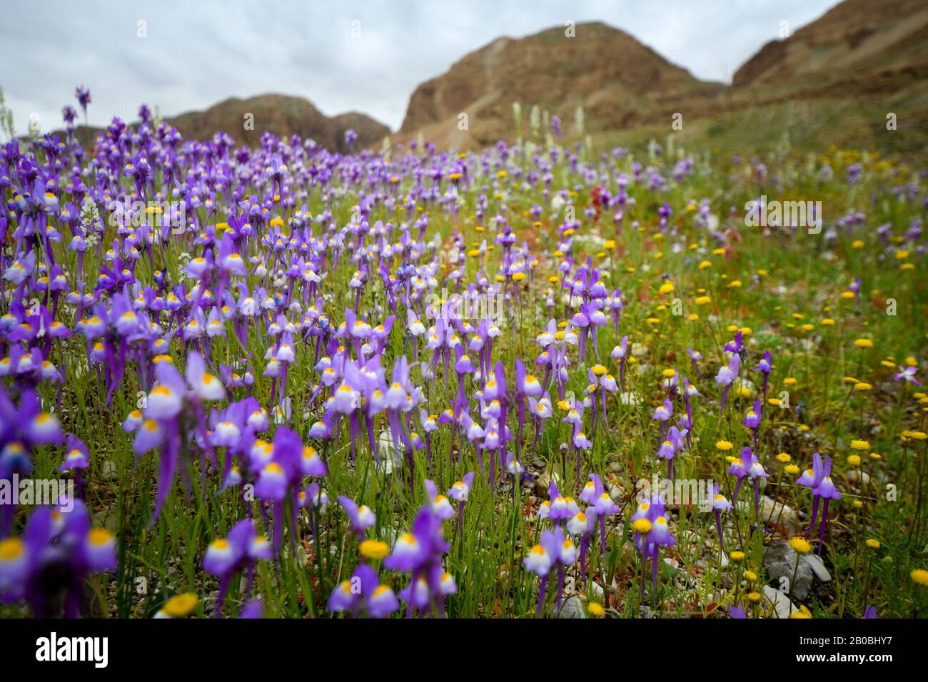 After a rare rainy season in the Judaea Desert and on the shores of the Dead Sea an abundance of wildflowers sprout out and bloom. Purple white and ye Stock Photo
