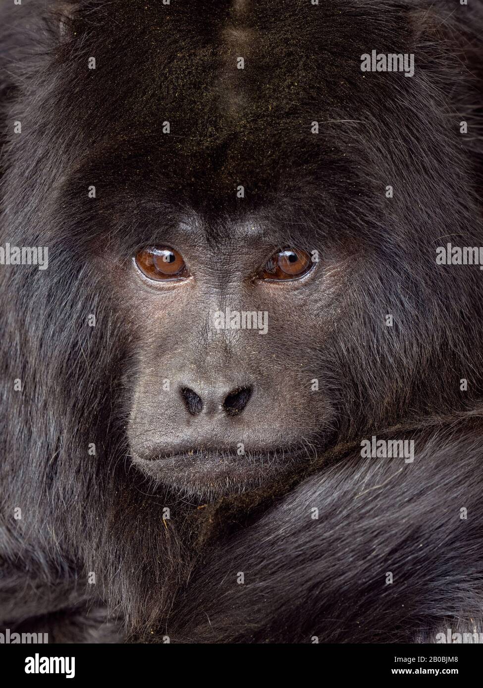 Black howler Alouatta caraya also known as black-and-gold howler Captive Portrait male Stock Photo
