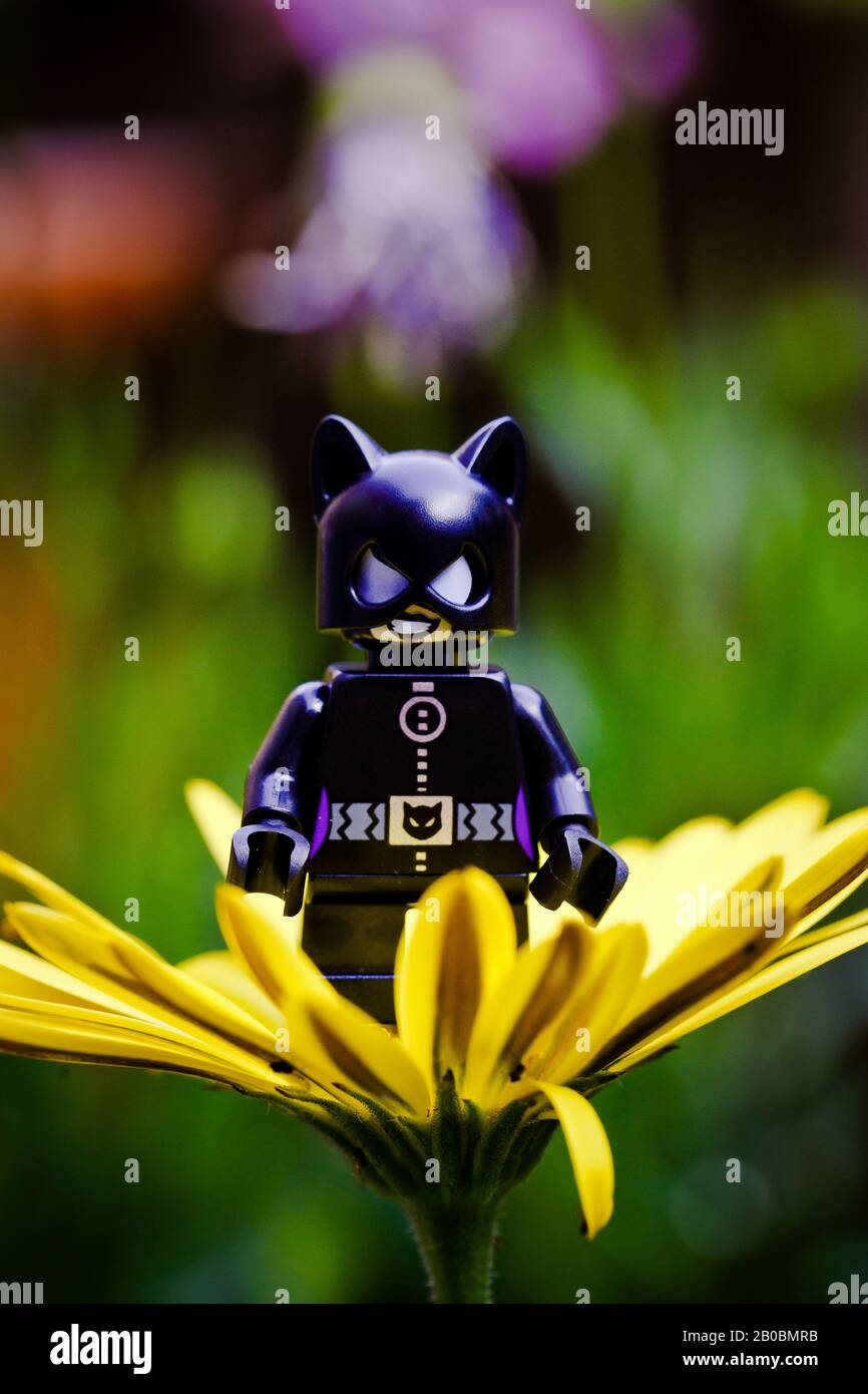 Cat woman on a yellow flower Stock Photo